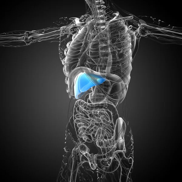 3D render Medikal illüstrasyon karaciğer — Stok fotoğraf