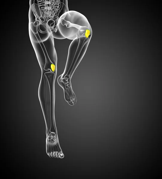 3D vykreslení lékařské 3d ilustrace kostí čéšky — Stock fotografie