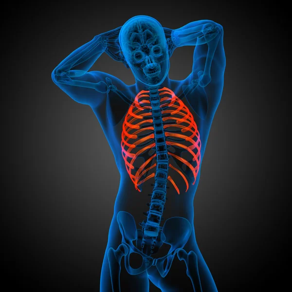 3d render medical illustration of the ribcage — Stock Photo, Image