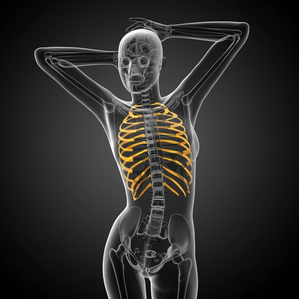 3d render medical illustration of the ribcage — Stock Photo, Image