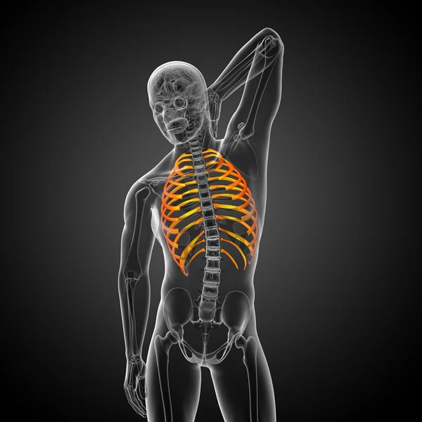 3d 渲染医学插图的胸腔 — 图库照片