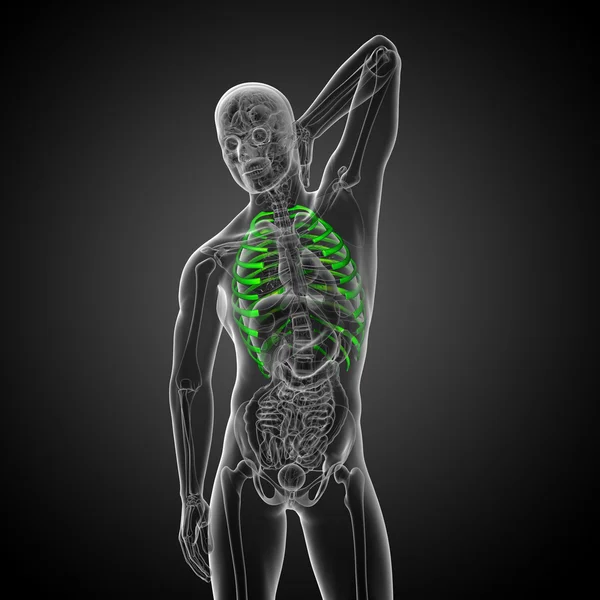 Göğüs kafesi 3D render tıbbi çizimi — Stok fotoğraf