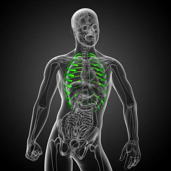 3d render ilustrasi medis dari tulang rusuk — Stok Foto