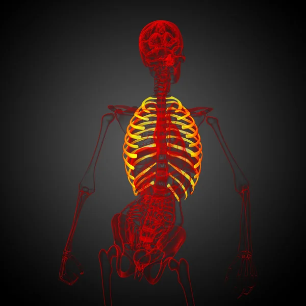 3d render medical illustration of the ribcage — Stock Photo, Image