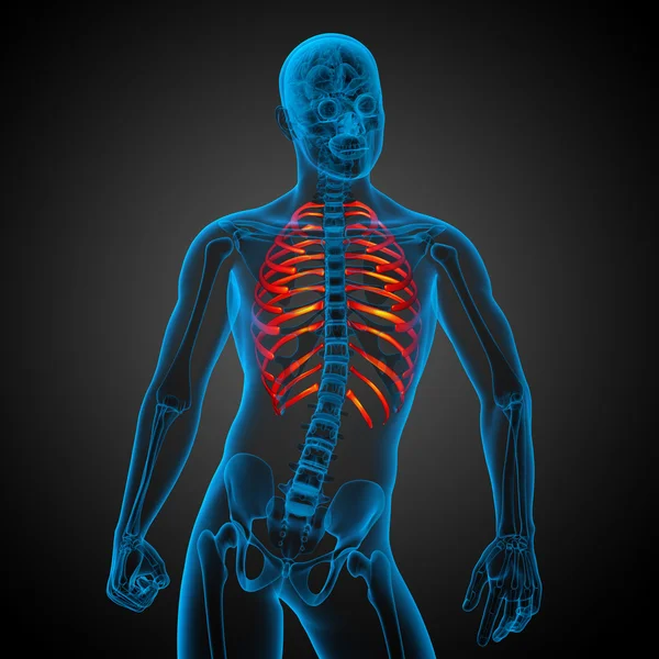 3d render medical illustration of the ribcage — Stock Photo, Image