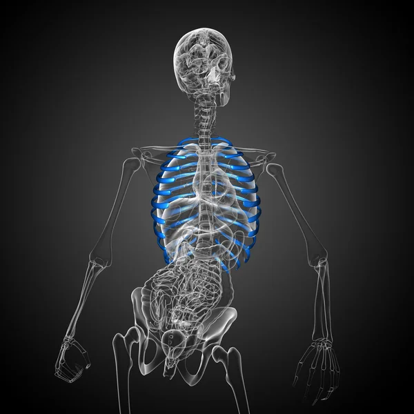 3d render medical illustration of the ribcage — Stock Photo, Image