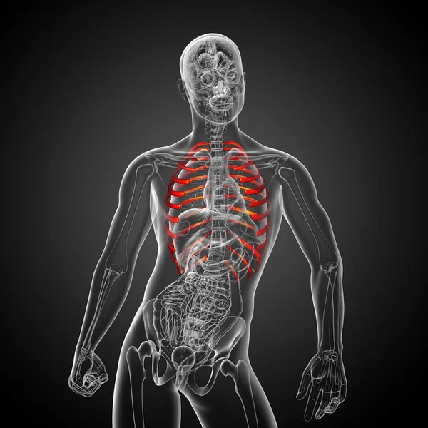 3d hacer ilustración médica de la caja torácica — Foto de Stock