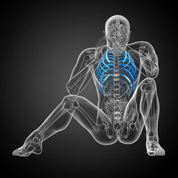 胸部の 3 d レンダリングの医療イラスト — ストック写真