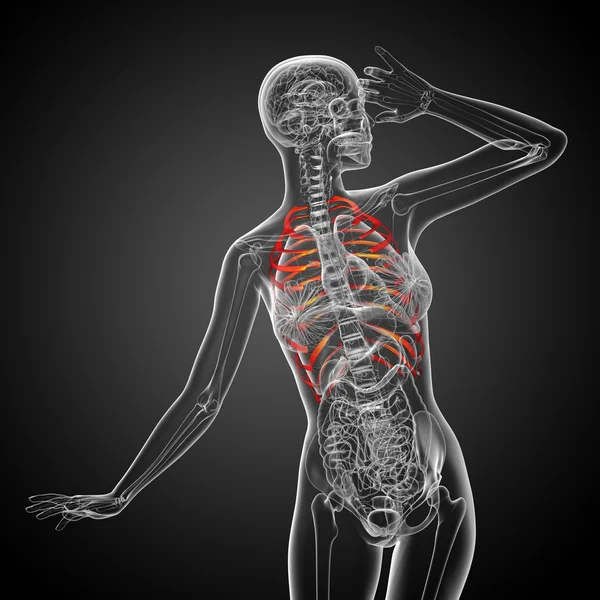 3D render medycznych ilustracja klatka piersiowa — Zdjęcie stockowe