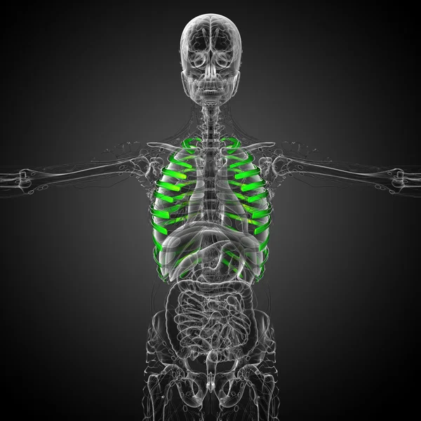 3d render medical illustration of the ribcage — Stock Photo, Image