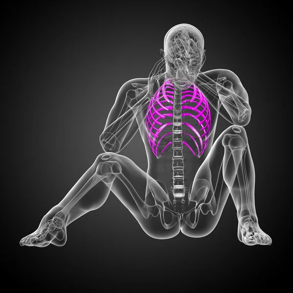 3d render medical illustration of the ribcage — Stock Photo, Image