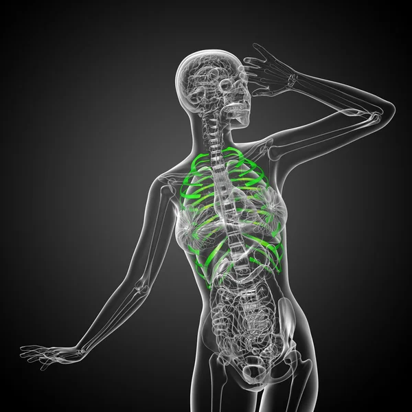 3d render medical illustration of the ribcage — Stock Photo, Image