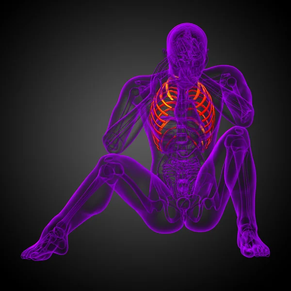 3d render medical illustration of the ribcage — Stock Photo, Image