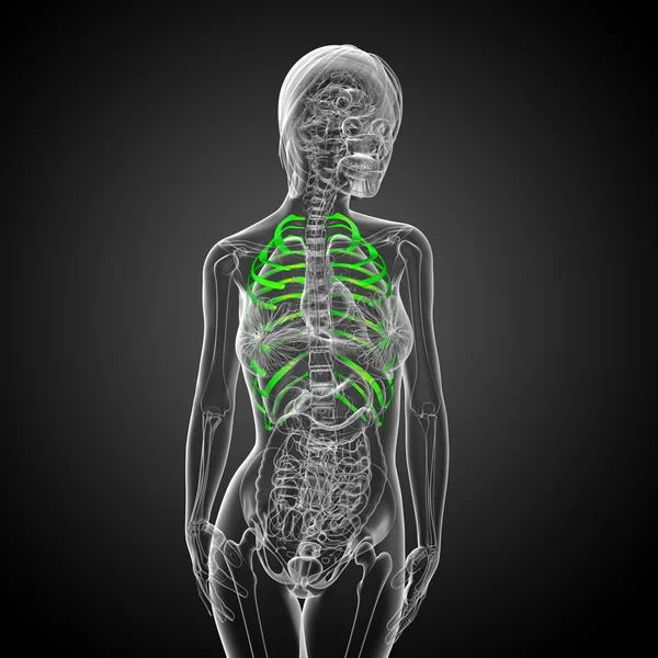 3d render medical illustration of the ribcage — Stock Photo, Image