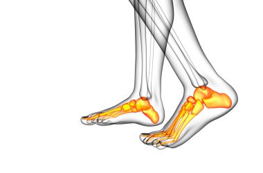 3D render Medikal illüstrasyon ayak kemik