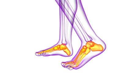 3D render Medikal illüstrasyon ayak kemik