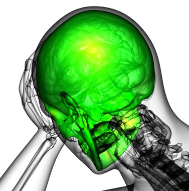 3D render insan kafatası anatomisi