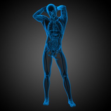 3D render Medikal illüstrasyon insan anatomi 