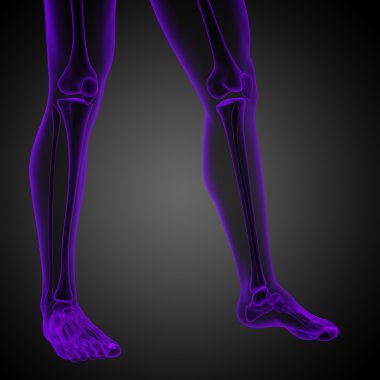 3D render Medikal illüstrasyon insan anatomi 