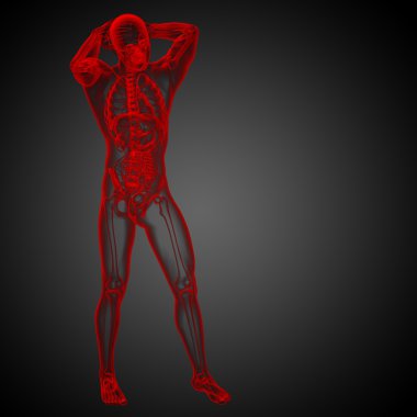 3D render Medikal illüstrasyon insan anatomi 