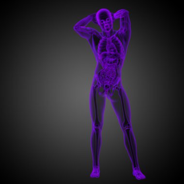 3D render Medikal illüstrasyon insan anatomi 