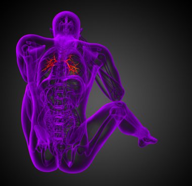 erkek bronşlar 3D tıbbi çizimi 