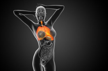 respiratort sisteminin işlenmiş illüstrasyon 