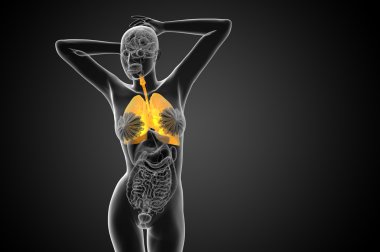 respiratort sisteminin işlenmiş illüstrasyon 