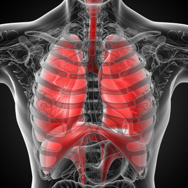 respiratort sisteminin işlenmiş illüstrasyon 