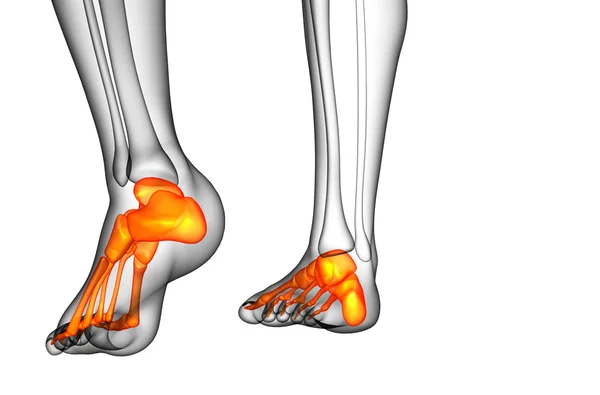 3d rendre illustration médicale de l'os du pied — Photo