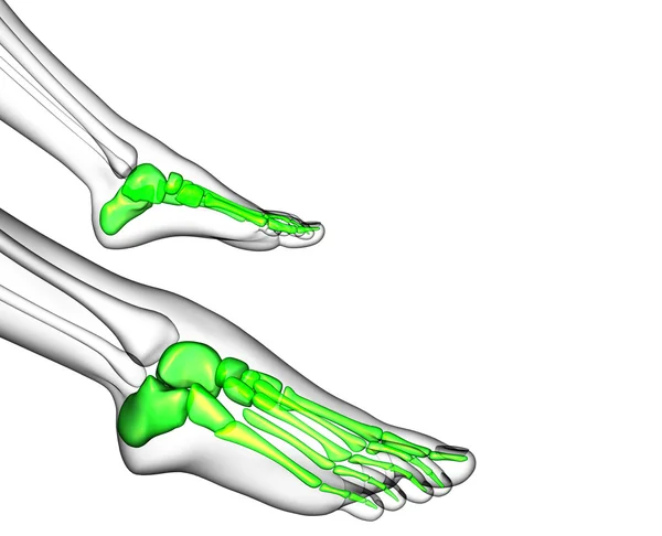 3d hacer ilustración médica del hueso del pie —  Fotos de Stock