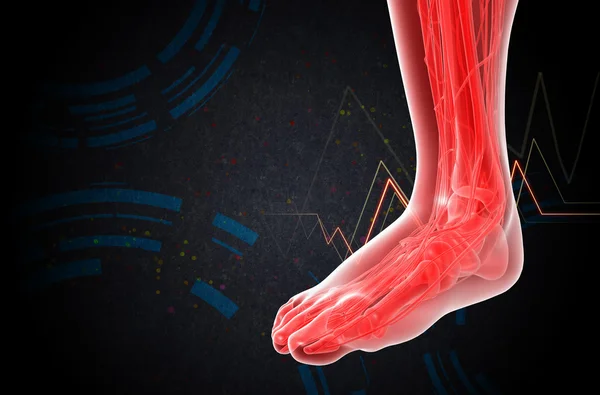 3D render medische illustratie van het voet-bot — Stockfoto