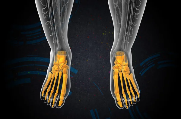 3d render medical illustration of the foot bone — Stock Photo, Image