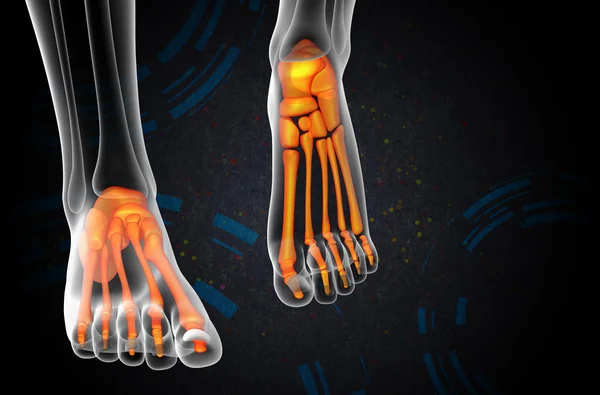 足の骨の 3 d レンダリングの医療イラスト — ストック写真