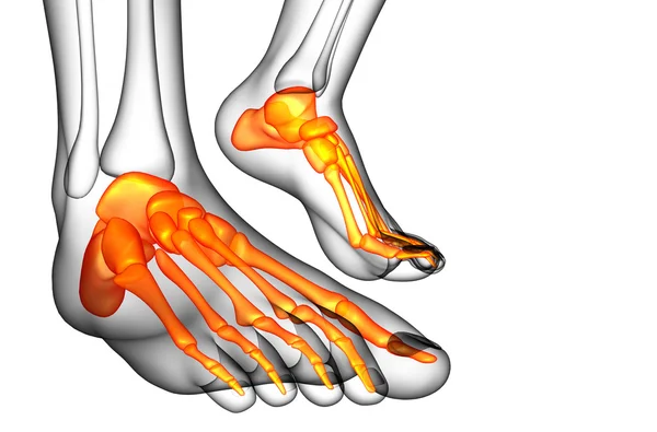 3D Darstellung der medizinischen Darstellung des Fußknochens — Stockfoto