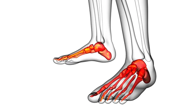 3d hacer ilustración médica del hueso del pie —  Fotos de Stock
