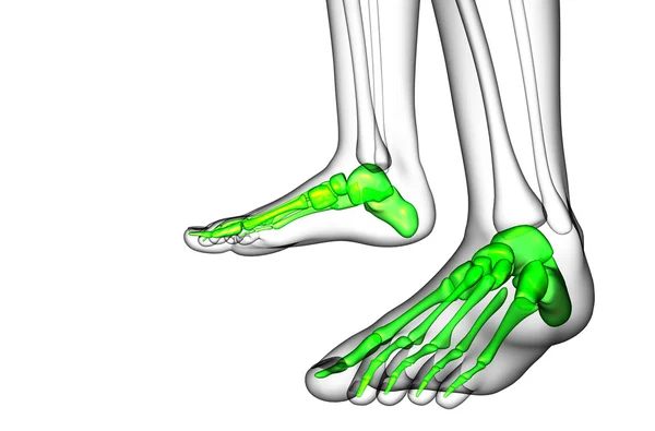 3D göra medicinsk illustration av fot ben — Stockfoto