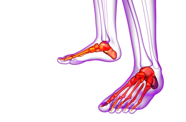 발 뼈의 3 차원 렌더링 의료 일러스트 — 스톡 사진