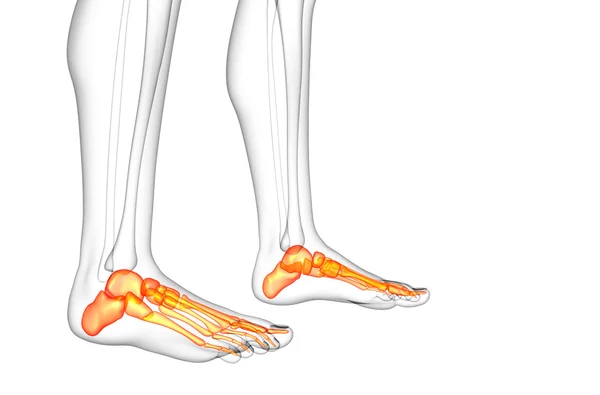 3d rendre illustration médicale de l'os du pied — Photo