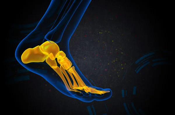 3d render medical illustration of the foot bone — Stock Photo, Image