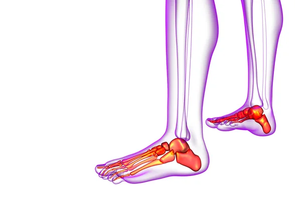 3D göra medicinsk illustration av fot ben — Stockfoto