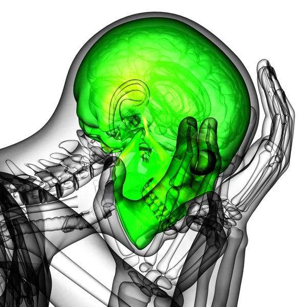 3D render insan kafatası anatomisi — Stok fotoğraf