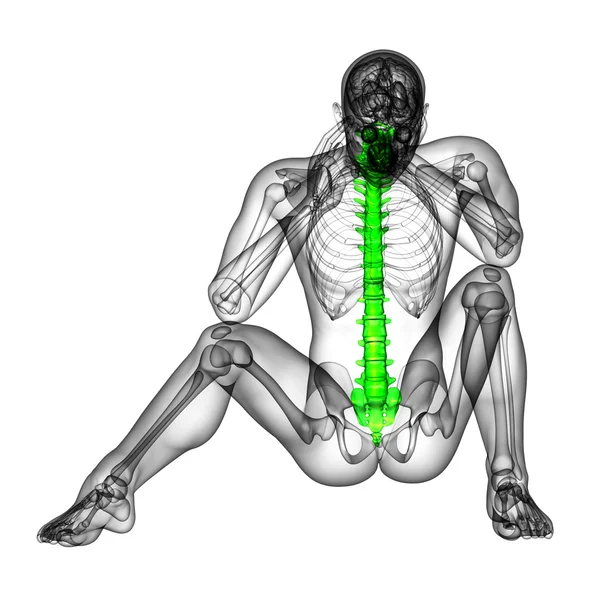 3d tornar ilustração médica da coluna vertebral humana — Fotografia de Stock