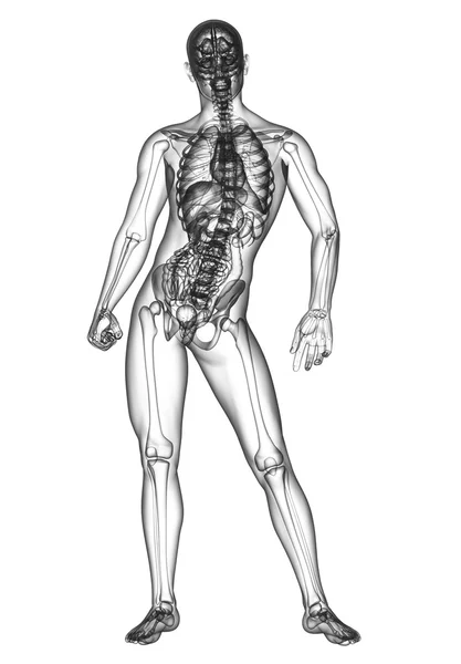 3D vykreslení lékařské ilustrace lidské anatomie — Stock fotografie