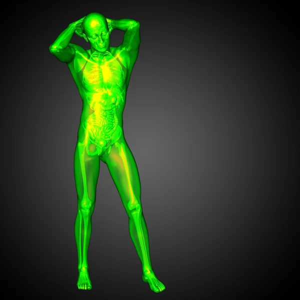 3D vykreslení lékařské ilustrace lidské anatomie — Stock fotografie