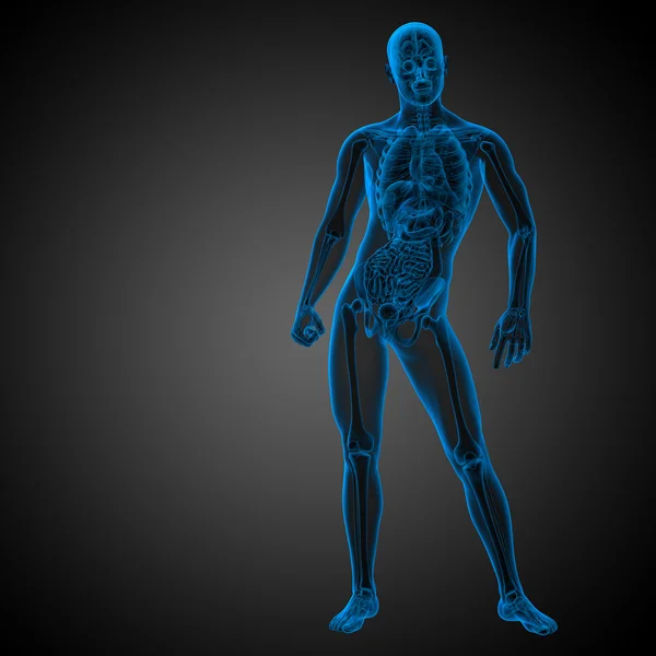 3d hacer ilustración médica de la anatomía humana — Foto de Stock
