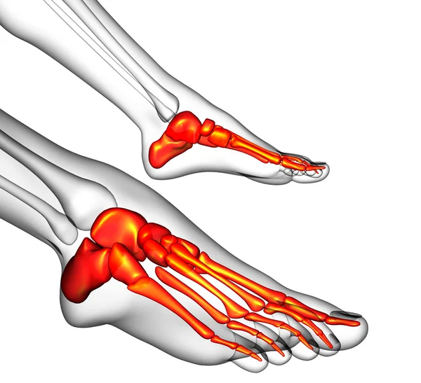 3d rendre illustration médicale de l'os du pied — Photo