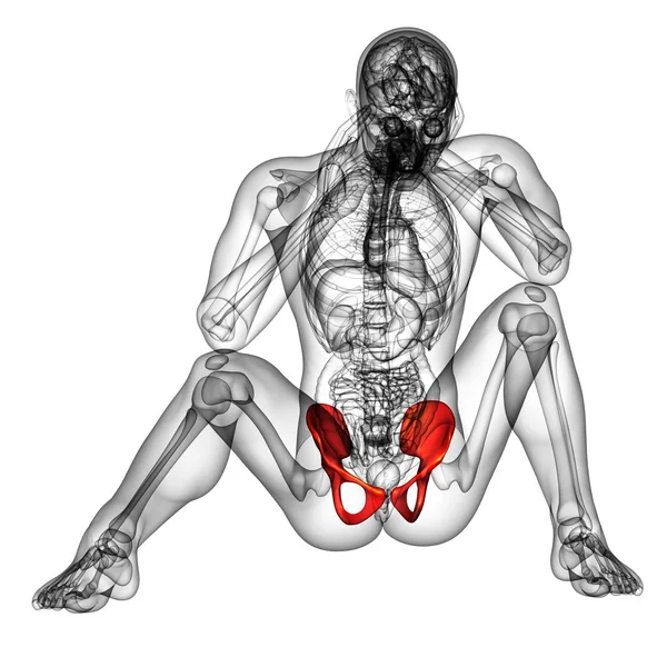 3D vykreslení lékařské ilustrace kosti pánve — Stock fotografie
