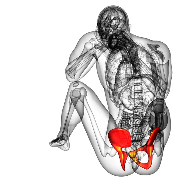 3d визуализировать медицинскую иллюстрацию кости таза — стоковое фото
