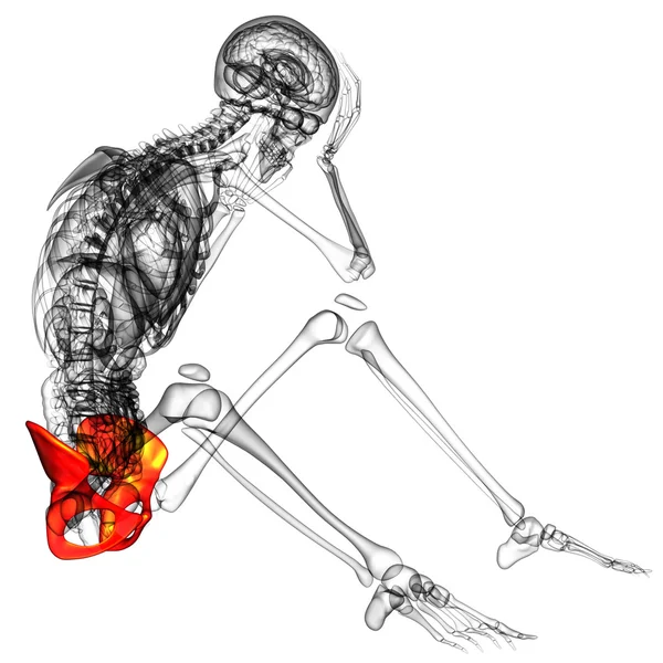 3d rendre illustration médicale de l'os du bassin — Photo